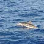 3. Diving, Dekpa and Tepai