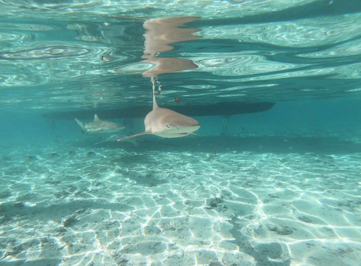 78. The Society Islands – Saoirse